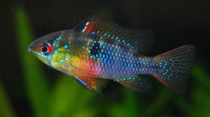 Ramirezi make good Discus tank mates