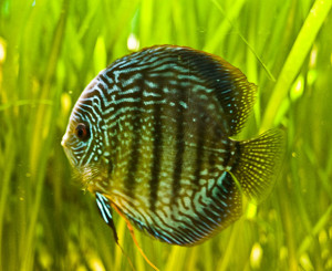 Blue Discus Fish