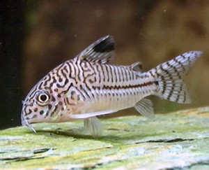 The Corydorus are a perfect as Discus Tank Mates