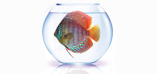 Give your Discus enough room by choosing the Right Tank Size
