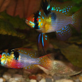 Discus Fish Tank Mates - Choose the right neighbours