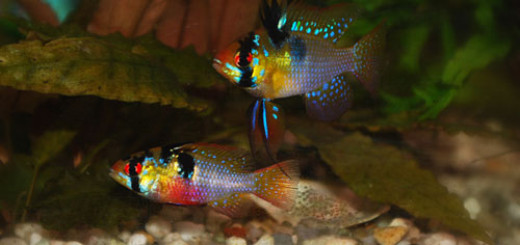 Discus Fish Tank Mates - Choose the right neighbours