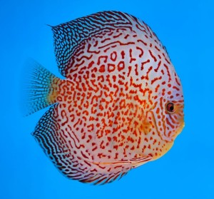 Red Discus Fish