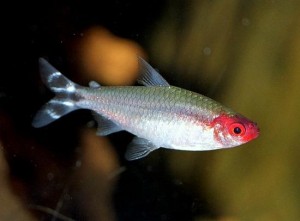 Rummy Nose Tetra - Good Discus Fish Tank Mates