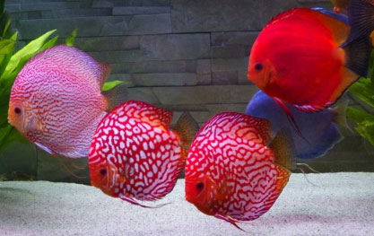 Stendker store discus care