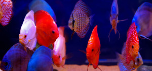 Stendker Discus Fish