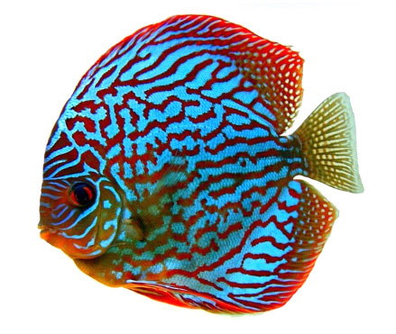 stendker discus