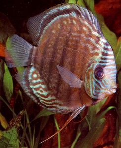 symphysodon discus fish