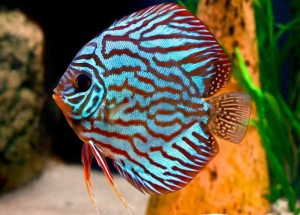 Discus Fish for Sale - look for a good show of colour in adult Discus Fish