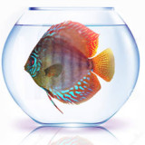 Give your Discus enough room by choosing the Right Tank Size