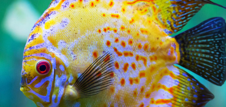 Discus Fish UK - Learn about Discus Keeping