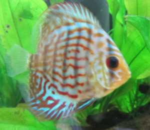 A Stunted Discus Fish for Sale - Look at the size of the eyes